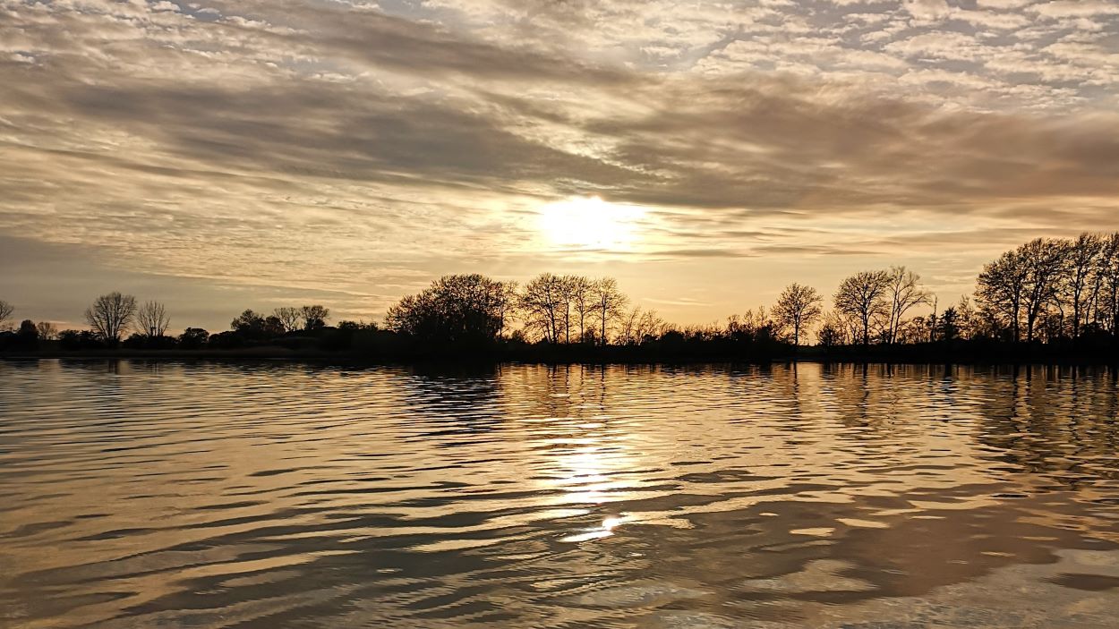 Guldborgsund mørke træer